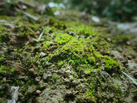 青苔形成|青苔（苔藓类植物）